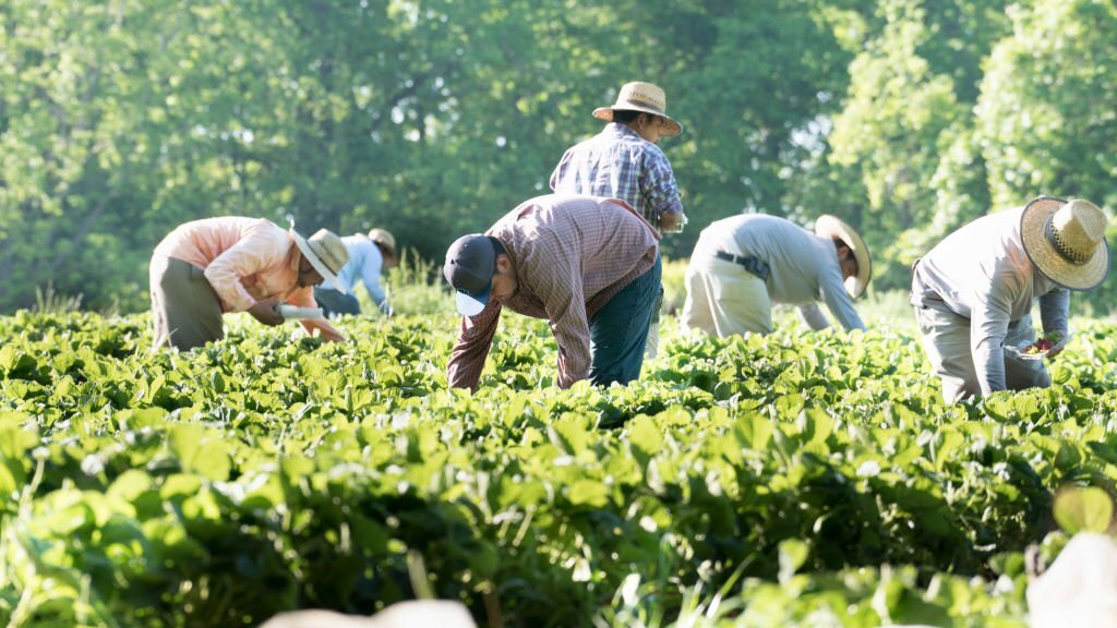 Farm Worker