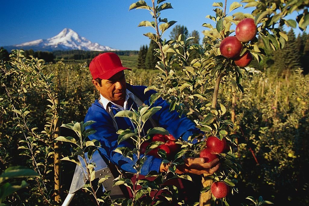 Fruit Picker